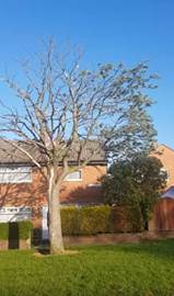 L'arbre  moiti mort, prtendument  cause d'une atenne 5G,  Gateshead, au Royaume-Uni.